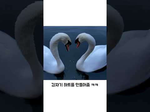 백조한테 먹이 줬다가 아름다운 장면 목격함 thumbnail