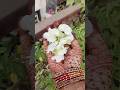 White Aprajita Flowers 💮| #shorts #ytshorts #flowers #trending #trendingshorts #shortsfeed #garden
