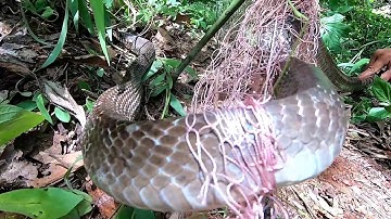 Bỏ Một Ngày Không Thăm Lưới Rắn Và Cái Kết