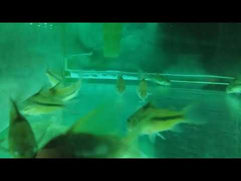 Corydoras nattereri 藍鼠 5-6cm