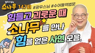 힘들고 괴로운 때에 '소나무'를 만나 힘을 얻다[광우스님의 소나무 시즌3 ]147회 전체영상