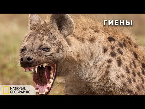 Видео: Как да поръчам обратни издания в National Geographic?