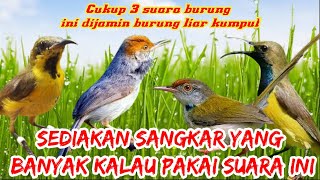 Suara pikat burung kecil paling ampuh untuk pikat burung liar di jamin dapat banyak X4