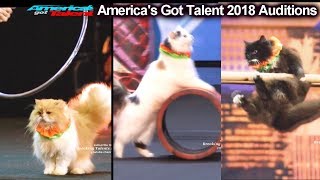 AMAZING CATS ACT Marina Savitsky Cats America's Got Talent 2018 Auditions S13E01