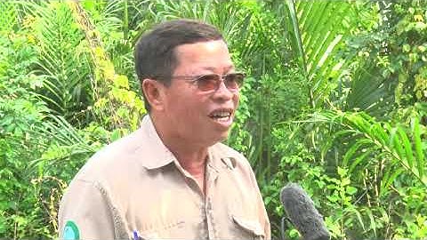 TH Sóc Trăng - Mô hình nuôi vọp, ốc len dưới tán rừng