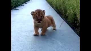 What A Lion Cubs Roar Sounds Like