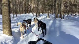 2019-02-18 Dogsledding @ Windrift Adventures