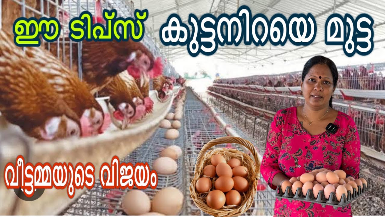 ഈ വീട്ടമ്മ ഇങ്ങനെ ചെയ്താണ് വിജയം വരിച്ചത് |മുട്ടയിട്ട്കൂട്ടുന്ന ഈ കോഴികളെ കണ്ടോ