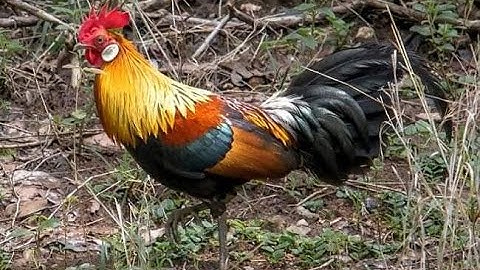 qaib qus pom 1 daj thiab qua zoo heev