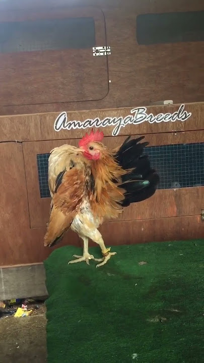 Amaraya’s show quality buff serama #shorts #short #seramachicken #bantamchicken #rooster #serama