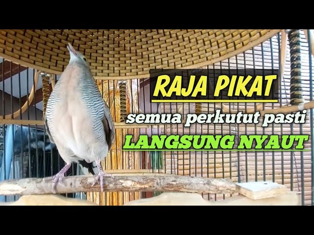 perkutut lokal gacor RAJA PIKAT ini ahlinya bikin burung perkutut gacor nyaut seketika class=