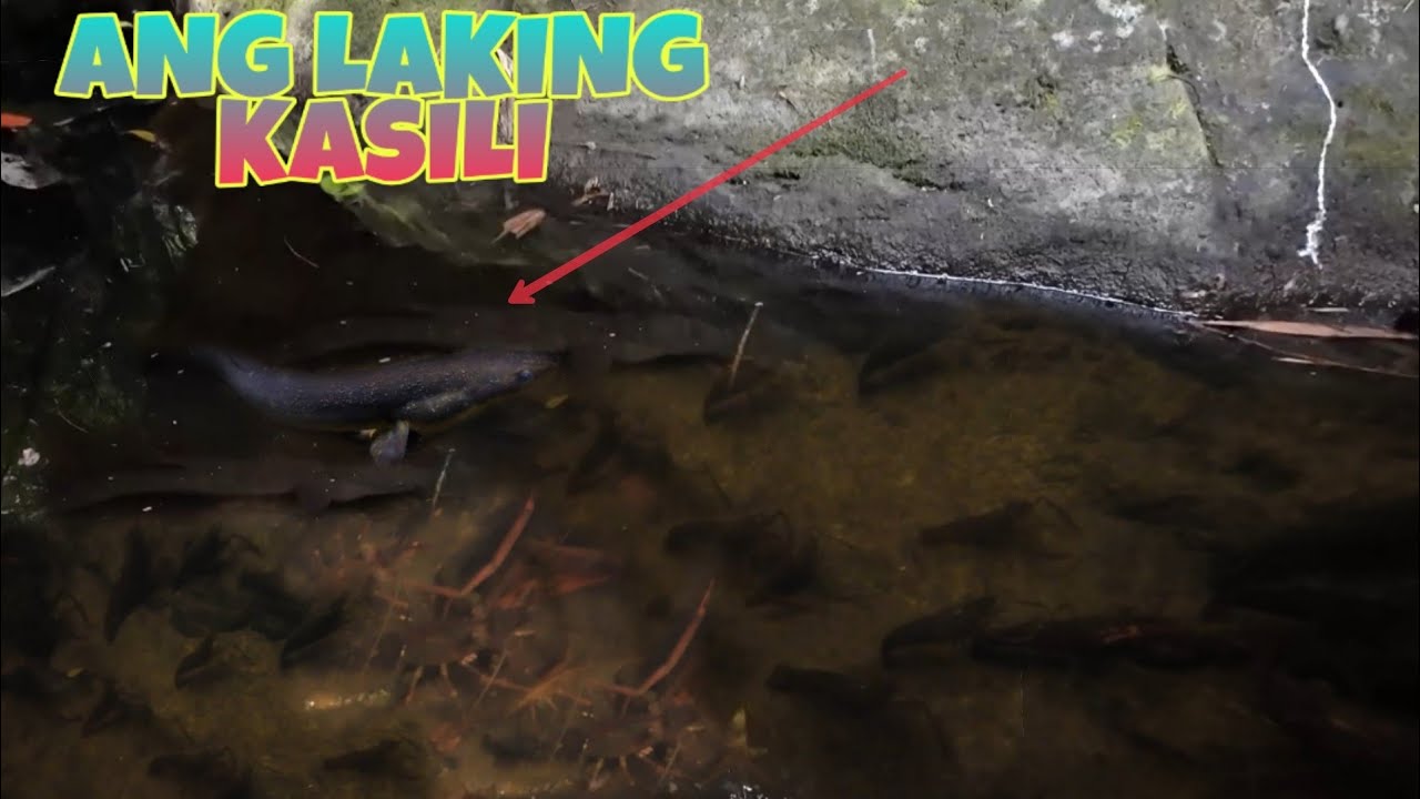 Tatlong Oras kaming nag Limas para Lang Mahuli ang mga ito, Ang Dami nito.