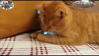 Video Divertenti Di Gatti
