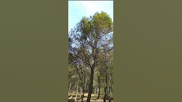 القارئ محمد ناصر الخاجة حفظه الله