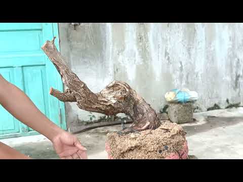 Video M413..Gl cây trang hoa đỏ 100k lh0707713796khuongbonsai - youtube