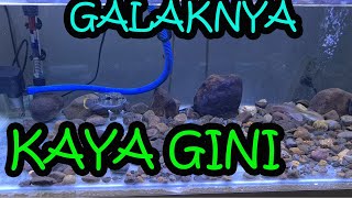 APAKAH IKAN GREEN TERROR IKAN YANG TERITORI