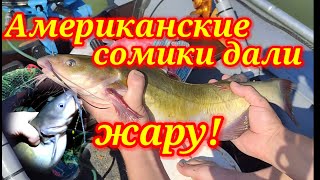Американские сомики дали жару. Рыбалка на реке в полнолуние.р Кубань.