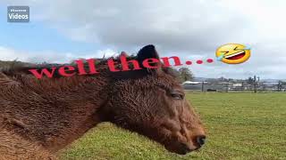 Home Videos - Horse Fart Nr.17