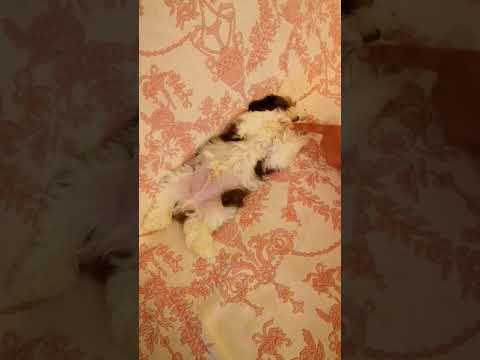 Shih Tzu Cucciolo Gauguin La Casa Dei Cuccioli Felici Youtube