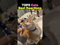 TOP5 Cats Best Reactions