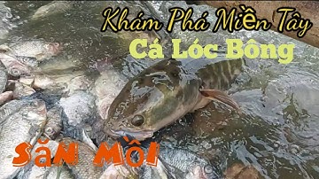 Cận cảnh Cá lóc bông săn mồi