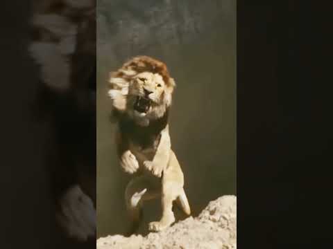 سيمبا خذ نظره حسد