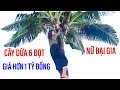 Nữ đại gia Sài Gòn leo lên cây dừa tiền tỷ, cây dừa 6 đọt II ĐỘC LẠ BÌNH DƯƠNG