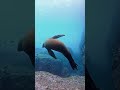 #viral #shark #curiosidades #oceanografia #peixe #focas #oceano #fofo