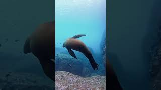 #viral #shark #curiosidades #oceanografia #peixe #focas #oceano #fofo