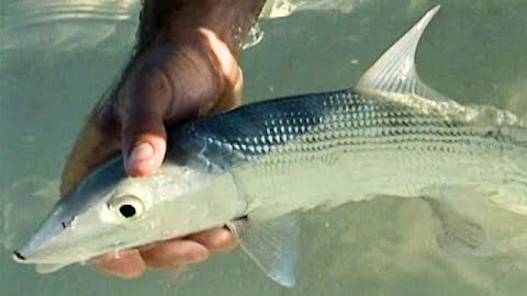 Stalking Bonefish in the Bahamas