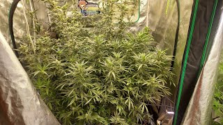 Grower Deacon Dave indoor cannabis grow update
