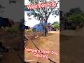 Sempero Street Dog Catch Up #shorts #streetdogrevival #dog #ytviral #pets #animals #catch #rescue