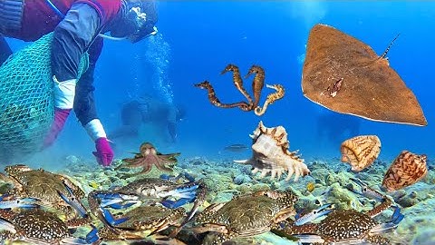 Thợ Lặn Hốt Trọn Ổ Ghẹ Xanh, Hải Mã Bạch Tuộc và Những Loại Ốc Đắt Tiền | Cảnh 86