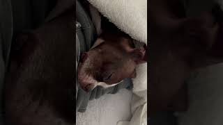 Groot The Boston Terrier Having Good Dreams On Daddys Lap