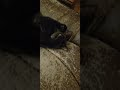 KITTEN CHILLS ON MY ANCIENT GHETTO COUCH