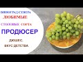 Виноград Продюсер в северном Подмосковье. Дюшес- вкус из детства