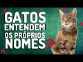 GATOS ENTENDEM OS PRÓPRIOS NOMES?