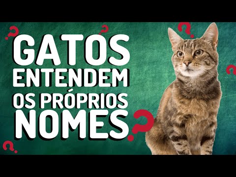 Vídeo: Os Gatos Sabem Seus Nomes?