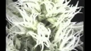 Cannabis-odling Part 1 - How To Grow Weed Indoors. WICKED!!!