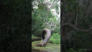 Madre de Dios, Perú