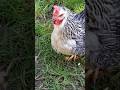 Happily Free Ranging #freerangechickens #gardenchickens  #gardenseeds #garden