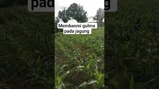 pembasmian gulam #petanimilenial #syngenta #vidio #nksumo #neocron #petanimuda #paktani