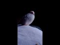 Diamond dove cooing