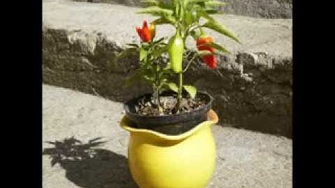 gapb0002_2a -- Computer learns to paint using genetic algorithms