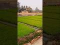 beautiful village scenes  #nature #ytshorts #shorts  #peaceful  #village life  #village