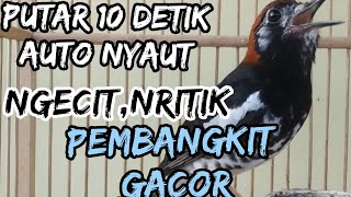 terapi Anis kembang agar cepat bunyi || pancingan Anis kembang gacor