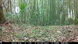 20230326 125830 IMG 0172 黑冠麻鷺