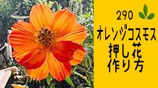 押し花の作り方】オレンジコスモスの押し花の作り方 - YouTube