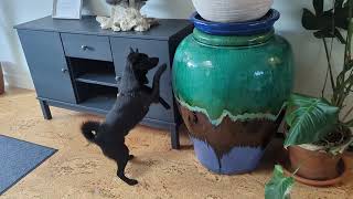 Adorable Schipperke's Cute Game of 'Find the Toy'!