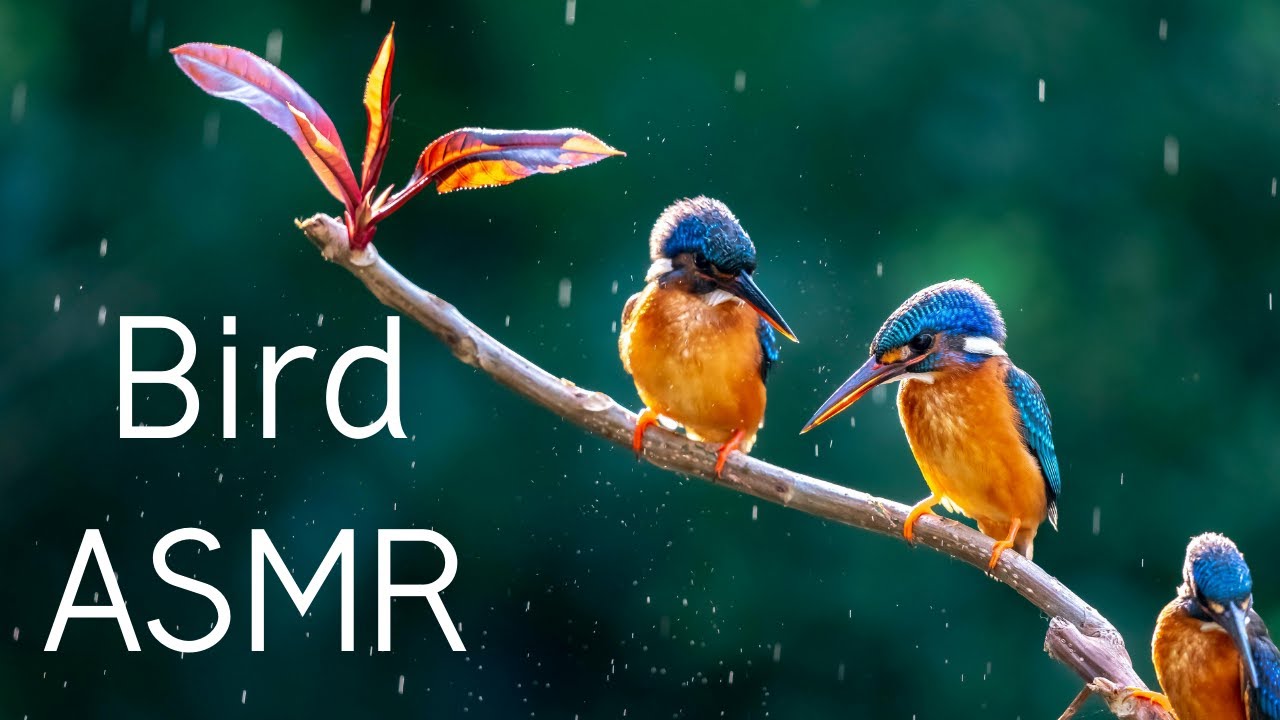 Watch Tropical Morning Birdsong | Pure Jungle Bird Sounds for Relaxation, Meditation, Focus & Sleep on YouTube Watch Tropical Morning Birdsong | Pure Jungle Bird Sounds for Relaxation, Meditation, Focus & Sleep on YouTube